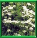 SUREAU - SAMBUCUS NIGRA