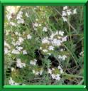 THYM - THYMUS VULGARE