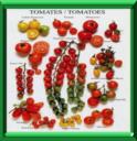TOMATE - LYCOPERSICON ESCULENTUM