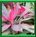 ROSEAU DES INDES - CORDYLINE FRUTICOSA