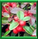 THE DES BOIS - GAULTHERIA PROCUMBENS