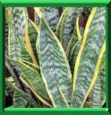 SANSEVIERE - SANSEVIERIA FASCIATA