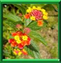 THE DE GAMBIE - LANTANA CAMARA