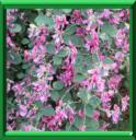 TREFLE ARBUSTIF - LESPEDEZA THUNBERGII