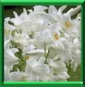 Rose de Junon - Lilium candidum