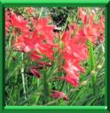 SCHIZOSTYLE ECARLATE - SCHIZOSTYLIS COCCINEA