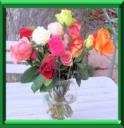 ROSES et ROSIERS