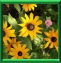 RUDBECKIA