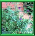 SAUGE JAMENSIS ou SALVIA X JAMENSIS
