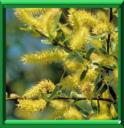 SAULE VIVIER - SALIX ALBA