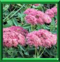 SEDUM D'AUTOMNE - SEDUM SPECTABILE