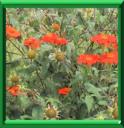 SOLEIL DU MEXIQUE - TITHONIA ROTUNDIFOLIA ou TITHONIA SPECIOSA