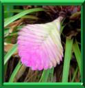 TILLANDSIE BLEUE - TILLANDSIA CYANEA