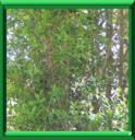 TROENE COMMUN - LIGUSTRUM VULGARE