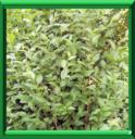 TROENE DE CALIFORNIE - LIGUSTRUM OVALIFOLIUM