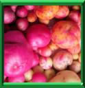 Ulluco ou ullucus tuberosus