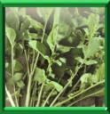 ROQUETTE CULTIVEE - ERUCA SATIVA