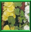 ROSE A BATON - ALCEA ou ALTHEA ROSA