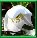 ROSE DE NOEL - HELLEBORUS NIGER