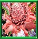 ROSE DE PORCELAINE - ETLINGERA ELIATOR