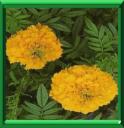 ROSE D'INDE - TAGETES ERECTA
