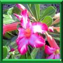 ROSE DU DESERT - ADENIUM OBESUM