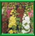 ROSE TREMIERE - ALCEA ou ALTHEA ROSA