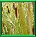 ROSEAU DE LA PASSION - TYPHA