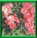 ROSIER - ROSA