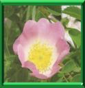 ROSIER DES BOIS - ROSA CANINA