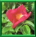 ROSIER DU JAPON - ROSA RUGOSA
