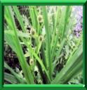 RUBANIER - SPARGANIUM