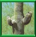 SAGE DU DESERT - CARNEGIEA GIGANTEA