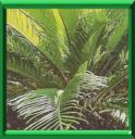 SAGOUTIER - CYCAS REVOLUTA