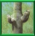 SAGUARO - CARNEGIEA GIGANTEA