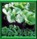 SALVINIE A OREILLETTES - SALVINIA AURICULATA