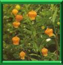 SANDERSONIA - SANDERSONIA AURANTIACA
