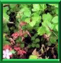 SANGUISORBE - POTERIUM SANGUISORBA