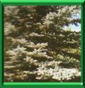 SAPIN BLEU - PICEA PUNGENS