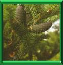 SAPIN DE COREE - ABIES KOREANA