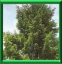 SAPIN DE NORVEGE - PICEA ABIES