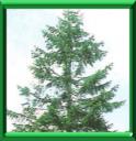 SAPIN DE VANCOUVER - ABIES GRANDIS
