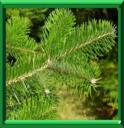 SAPIN DU CAUCASE - ABIES NORDMANNIANA