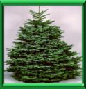 SAPIN NOBLE - ABIES NOBILIS ou PROCERA
