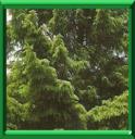SAPIN ROUGE - PICEA ABIES