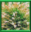 SAULE CREVETTE - SALIX INTEGRA