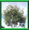 SAVONNIER - KOELREUTARIA PANICULATA