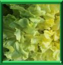 SCAROLE - CICHORIUM ENDIVIA