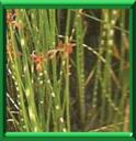 SCIRPE LACUSTRE - SCIRPUS LACUSTRIS