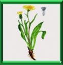 SCORSONERE - SCORZONERA HISPANICA
